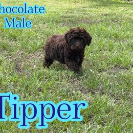 Tipper - Chocolate male Assorted Doodle Crosses puppy in Garland, Texas from Brewer's Doodles and French Bulldogs