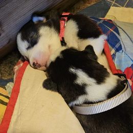 Siberian Huskies from Apple Oak Castle Siberians