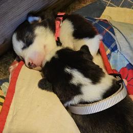 Siberian Huskies from Apple Oak Castle Siberians