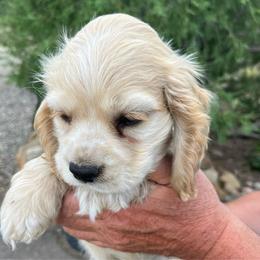 Boy 5 - Buff male Cocker Spaniel puppy in Trinidad, Colorado from Sweet Cockers