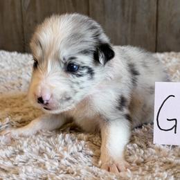 Girl 3 - Slate merle female Border Collie puppy in Shawnee, Oklahoma from Cross K Working Collies - Pure Bred Border Collies