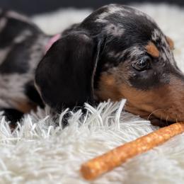 Dachshunds and Rottweilers from Chelsea Woolley