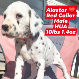 Alastor (Red Collar Male) HUA - White and black male Dalmatian puppy in Raymondville, Missouri from Wagner's Dalmatian's