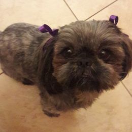 Shih Tzus from Monica's Shih Tzus