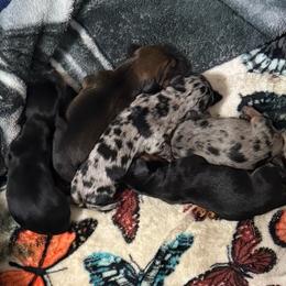 Dachshund puppies from Jade’s Dachshunds