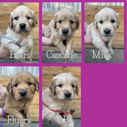 Girl Pick 4 - Golden female Golden Retriever puppy in Portland, Oregon from Joyfully Golden