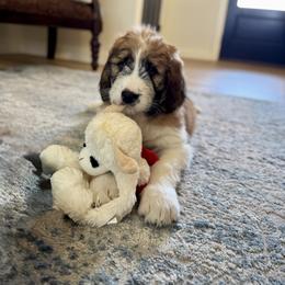 Saint Berdoodle Puppies from Country Manor Saint Berdoodles
