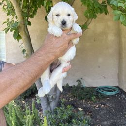 Golden Retriever Puppies from Michelle‘s English cream golden retrievers