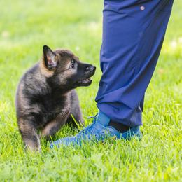 German Shepherd Puppies from Faoladh German Shepherds