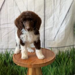 White Girl - Parti female Poodle puppy in Travelers Rest, South Carolina from Hampshire Hill’s Standard Poodles