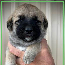 Light Green - Fawn female Anatolian Shepherd Dog puppy in Clark, Wyoming from Fyne Acres