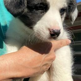 Boy 1 - male Great Dane puppy in Glenville, New York from Red Oak Farm and Kennel