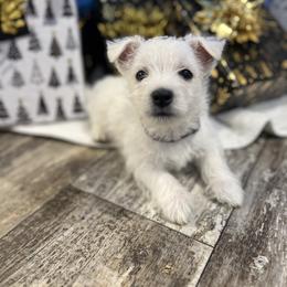 Milo - White male West Highland White Terrier puppy in Butler, Alabama from Roberts’ Westie Bleus