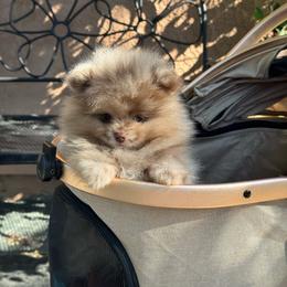 Milo - Chocolate merle male Pomeranian puppy in Stockton, California from lunas_poms