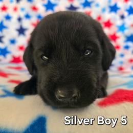 Silver Boy - Yellow male Labrador Retriever puppy in Potosi, Wisconsin from Point and Flush Gun Dogs
