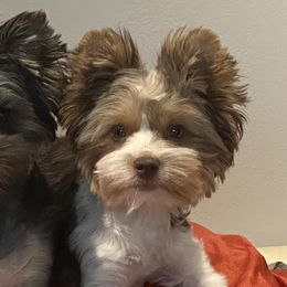 Yorkshire Terriers from Alisha's Yorkshire Terriers