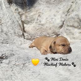 Kanga - Dapple female Dachshund puppy in Leesburg, Florida from Mini Doxie Mischief Makers