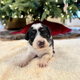 White Tricolor 2 - Tri-color male Bernedoodle puppy in Brooksville, Florida from Kruger Doodles
