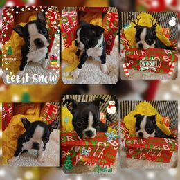 Boston Terrier Puppies from Greenberg's Boston Terrier's of Metro Detroit