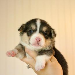 S'more - Black and tan male Pembroke Welsh Corgi puppy in Stockton, Utah from BW Corgis