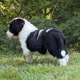 Girl 1 - White and black female Bordoodle puppy in Shelton, Washington from Prophecy Kennels