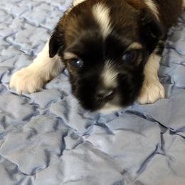 Redd - Red sable male Havanese puppy in Cleveland, Texas from 7th Heaven Havanese of Texas