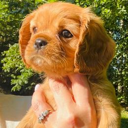 Cavalier King Charles Spaniel Puppies from Crown Jewel Cavaliers