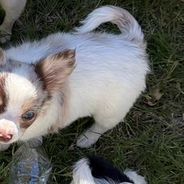 Stuart - Merle male Chihuahua puppy in Seneca, Missouri from Stephanie’s Puppy Colony