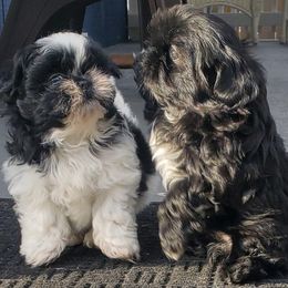 Shih Tzus from Pretty Shih Tzus