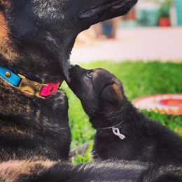 German Shepherd Puppies from Keys K9s