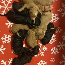 Goldendoodle Puppies from Dover Family Doodles