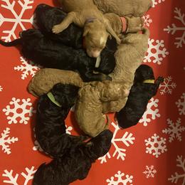 Goldendoodle Puppies from Dover Family Doodles