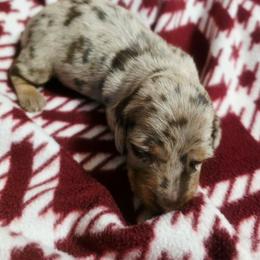 Biscotti - Dapple male Dachshund puppy in Castalia, North Carolina from Short Stuff Doxies