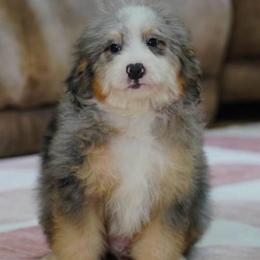 Boho - Blue merle male Bernedoodle puppy in Dundee, Ohio from Down Home Doodle