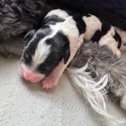 Pumpkin Pie - Tri-color female Bernedoodle puppy in Henrico, Virginia from Paws 4 Doodles, LLC
