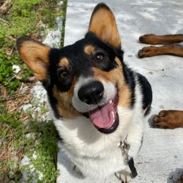 Pembroke Welsh Corgis from Smokey Pembrokes