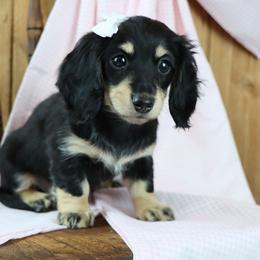 Stella - Black and cream female Dachshund puppy in Wakarusa, Indiana from PuppyLove Dachshunds