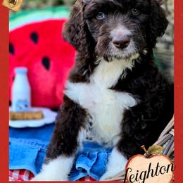 Leighton - Price 2850 - Brown and white male Aussiedoodle puppy in Ennis, Texas from God’s Little Aussies