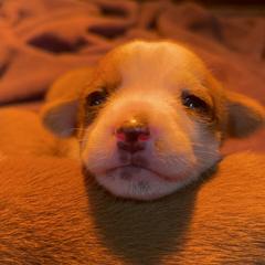 Portuguese Podengo Pequeno Puppies from A-Lines Portuguese Podengo Pequenos