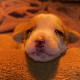 Portuguese Podengo Pequeno Puppies from A-Lines Portuguese Podengo Pequenos