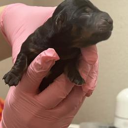 Dachshund Puppies from Justice League Dachshunds