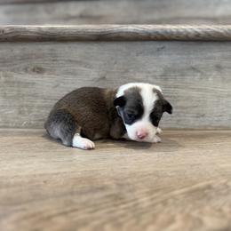 Wonder (Fluffy) - Sable male Pembroke Welsh Corgi puppy in Phelan, California from Desert Sunset Pembroke Welsh Corgis