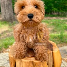 Bobby - Wheaten male Miniature Schnauzer puppy in Agricola, Mississippi from Lorraine's Miniature Schnauzers