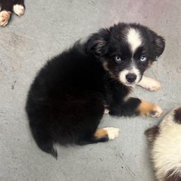 Haven - Black tri female Toy Australian Shepherd puppy in Union Grove, North Carolina from Grove Farm