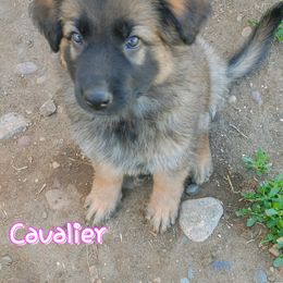 Girl 1 - Black and red German Shepherd puppy in Bozeman, Montana from Scenic View Ranch Shepherds