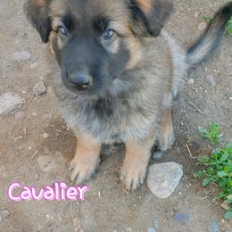 Girl 1 - Black and red German Shepherd puppy in Bozeman, Montana from Scenic View Ranch Shepherds