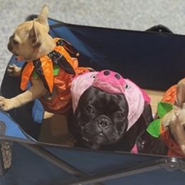 French Bulldogs from Blaise Coast Bullies