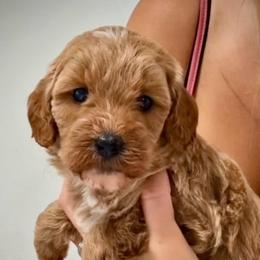 Honey - Apricot female Goldendoodle puppy in Clarksville, Tennessee from Tennessee Goldendoodles, since 2014