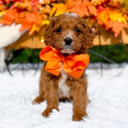 Kona - Red male Cavapoo puppy in North Carolina from NC Doodle Puppies