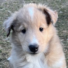 Tedi - Sable merle Collie puppy in Bad Axe, Michigan from Collie Campo
